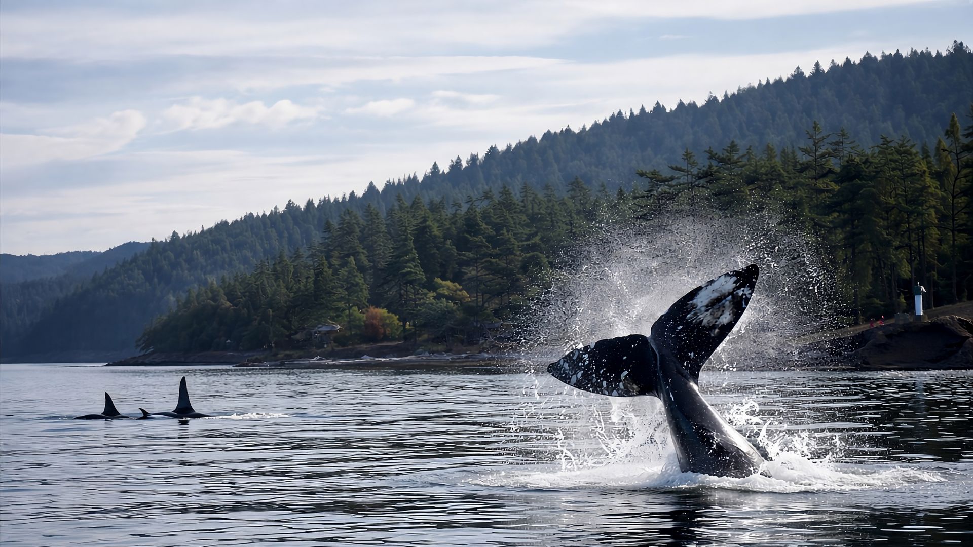 Seattle Orca Whale Watching Tours
