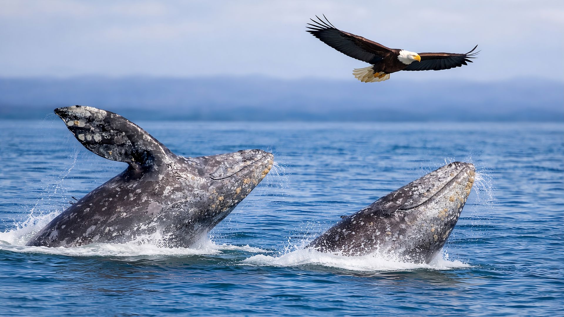 Seattle Whale Watching Tours Official Website Background